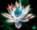 blomma......................jpg