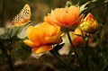 blomma.jpg