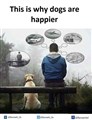 dogs.jpg