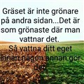 gräset.jpg