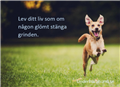 hund5.png