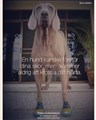 hund hjärta.jpg