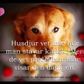 husdjur.jpg