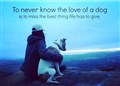 love dog.jpg