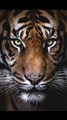 tiger.jpg