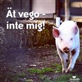 vego.jpg