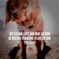 vän.jpg